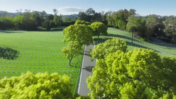 Drone Voando Baixo Acima Topos Árvores Longo Estrada Parque Cemitério — Vídeo de Stock