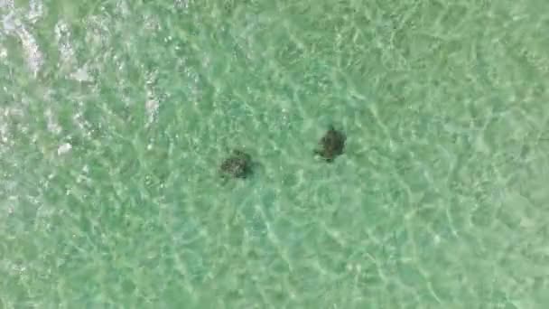 Algumas Tartarugas Marinhas Selvagens Nadando Juntas Oceano Claro Oahu Ilhas — Vídeo de Stock