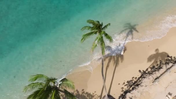 Turista Vacanza Estiva Sul Paradiso Isola Oahu Top Donna Viaggio — Video Stock