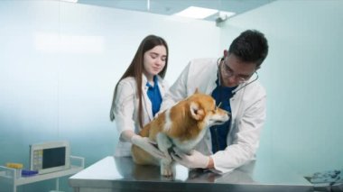 Erkek veteriner kalp atışlarını steteskopla dinlerken Corgi sakince muayene masasında oturuyor. Veteriner, beyaz turuncu ceketli tatlı yüzlü Corgi 'nin ciğerlerini kontrol etmek için stetoskop kullanıyor.
