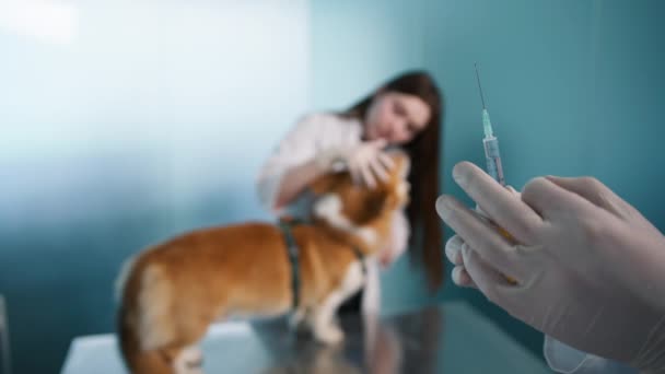 Fechar Veterinário Empurrando Através Agulha Injetor Com Solução Vacinal Médicos — Vídeo de Stock