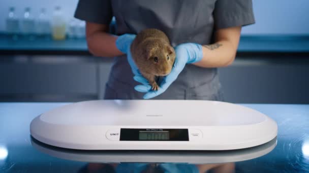 Närbild Veterinär Kvinna Undersöker Marsvin Förtjusande Hamstergris Vikter Kvinnlig Veterinär — Stockvideo