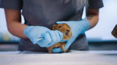 Veteriner kadın kobaylarla ilgileniyor ve ilaçlarla besliyor. Dişi veteriner şırıngayla komik kızıl kobayları besliyor. Modern veteriner kliniğinde sevimli memeli hayvanlar tedavi ediliyor.