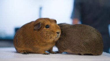 Kameraya bakan süper sevimli hamsterların portresi. Yavaş çekim evcil hayvan dükkanı ya da veteriner işi kopyası. Veterinerlik randevusu için muayene masasında Ginger Gine domuzları.