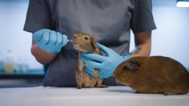 Veterinaria Hembra Está Alimentando Divertido Conejillo Indias Jengibre Con Una — Vídeos de Stock