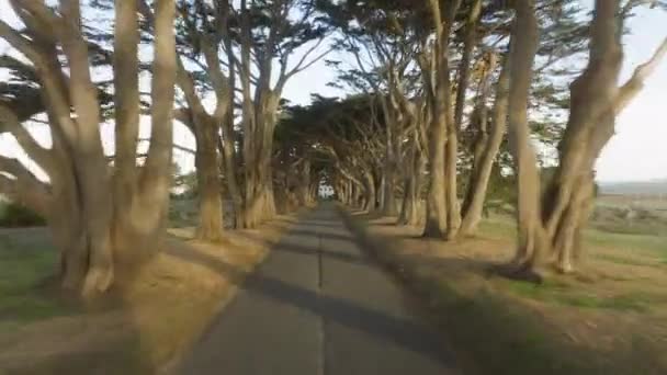 无人机在金光闪闪的柏树隧道中快速飞行 美丽的小巷 有树木覆盖着直路上的天空 美丽的金黄色日出镜头闪烁着金色的阳光4K — 图库视频影像