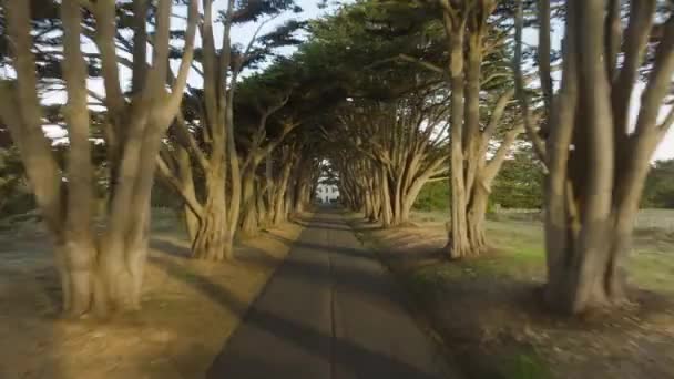 Drone Latający Tyłu Tunelu Drzew Malowniczym Światłem Słonecznym Świecącym Gałęziach — Wideo stockowe