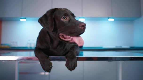 Brun Hund Närbild Veterinärkliniken Lydig Mörk Labrador Retriever Ligger Bordet — Stockvideo