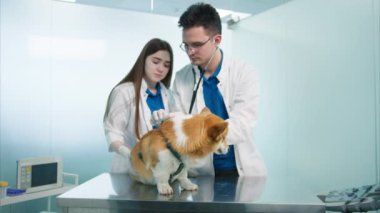 Veteriner, beyaz turuncu kürklü tatlı yüzlü Corgi 'nin ciğerlerini kontrol etmek için stetoskop kullanıyor. Erkek veteriner kalp atışlarını stetoskopla dinlerken Corgi sakince muayene masasında oturuyor.