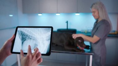 Kahverengi Labrador Retriever evcil hayvanı muayene masasında dururken veteriner köpeklerin sağlığını X-Ray taramalarıyla tabletten değerlendiriyor. Veteriner elleri dokunmatik pedi tutuyor. Modern veteriner kliniğinde çalışan bir doktor.
