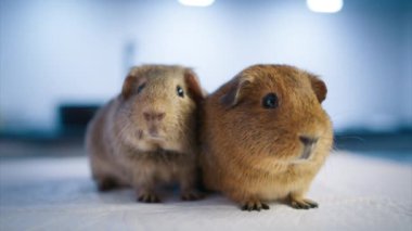 Modern veterinerlik kliniğinde muayene masasında muayene için bekleyen iki sevimli kobayın kapanışı. Şirin memeliler oyuncak bebek için sakince poz veriyorlar. Veteriner işi kopyası 4K