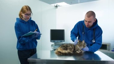 Veterinerler Maine Coon kedi sağlığı modern veteriner kliniğini kontrol ediyor. Profesyonel erkek veteriner, kedi randevusu sırasında kadın asistana tedavi notları ve ilaç reçetesi sunar