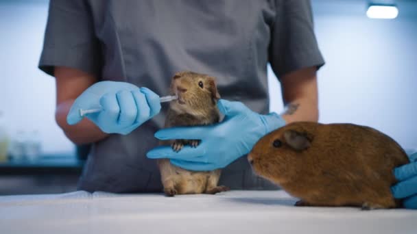 可爱的哺乳动物宠物正在现代兽医诊所接受治疗 兽医妇女照顾豚鼠 并给它喂食药物 女兽医正在用注射器喂有趣的生姜豚鼠 — 图库视频影像
