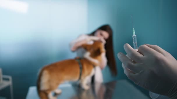 白喉疫苗 Bordetella Vaccine 或狗儿咳嗽疫苗 Kennel Cough Vaccine 有助于预防常见的呼吸道感染 这种感染可能会在狗狗公园或清洁设施中迅速传播 细小病毒疫苗保护狗免受病毒侵害 — 图库视频影像
