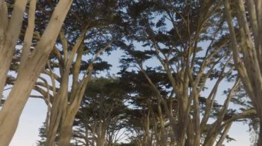Point Reyes Yarımadası 'ndaki Monterey Selvi ağaçlarının hava manzarası. Güneşli bir sabahta ağaçların altında İHA uçuşu. Ağaçlar Point Reyes Ulusal Deniz Kıyısı 'na doğru yol alsa da