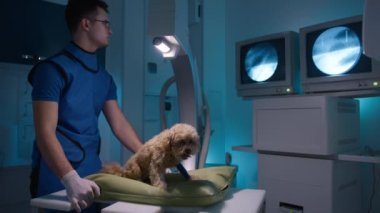 Veteriner yastığı ve kırık bacaklı kaniş köpeği röntgen çekiyorlar. Radyoloji koruyucu yelek giyen profesyonel bir erkek doktor, üzerinde hayvan kemiği resimleri olan ekrana bakıyor. Evcil hayvan sağlığı