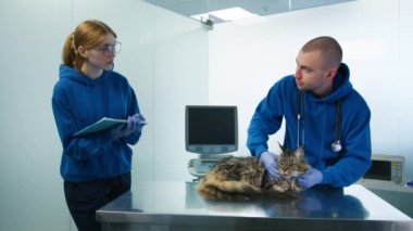 Profesyonel erkek veteriner, kedi randevusu sırasında kadın asistana tedavi notları ve ilaç reçetesi veriyor. Veterinerler Maine Rakun Kedi Sağlığı Modern Veteriner Kliniği 'ni kontrol ediyor.