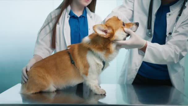 Close Two Professional Veterinarians Examining Corgi Breed Dogs Teeth Gums — Stock Video