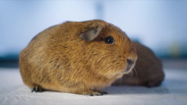 Närbild Söta Däggdjur Husdjur Tittar Kameran Slow Motion Pet Store — Stockvideo