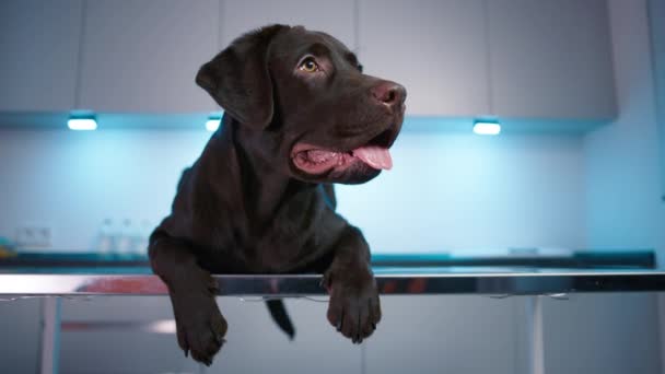Gehorsamer Dunkler Labrador Retriever Liegt Auf Dem Tisch Tierarztschrank Haustierkonzept — Stockvideo
