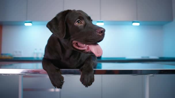 Brązowy Pies Bliska Klinice Weterynaryjnej Posłuszny Ciemny Labrador Retriever Leżący — Wideo stockowe