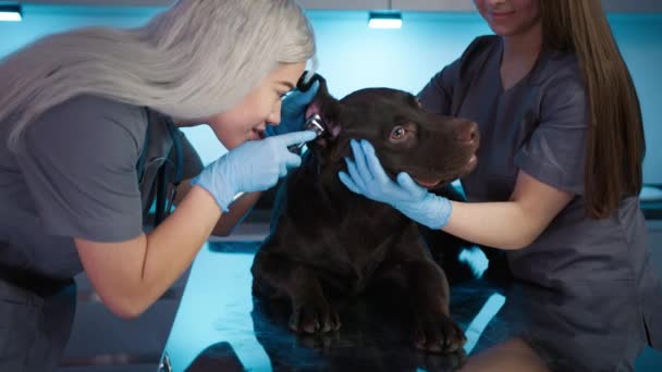 Brown Labrador Retriever Raça Cão Animal Estimação Serviço Veterinário Check — Vídeo de Stock
