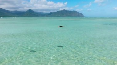 Mercan resifindeki sığ sularda yüzen adam, arka planda manzaralı Kualoa dağ manzaralı turkuaz sularda görülen iki vahşi deniz kaplumbağasıyla birlikte ayakta duruyor. Hawaii 4K