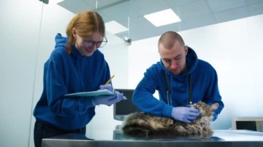 Veterinerler veteriner kliniğinde Maine Rakun Kedileri 'nin ağız sağlığını kontrol ediyorlar. Profesyonel erkek gazi doktor, kedi randevusunda kadın asistana tedavi notları ve ilaç reçetesi sunuyor