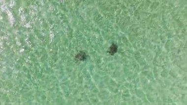 Oahu, Hawaii adalarında açık okyanusta birlikte yüzen iki vahşi deniz kaplumbağası. Açık mavi suyu olan sinematik deniz manzarası. Hawaii Adası 'nda yaz tatili. 4K hava aracının üstü açık.