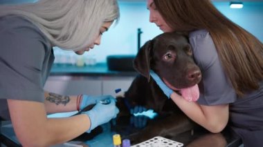 Bayan veteriner yetişkin Labrador Retriever 'ın pençesine kateter yerleştirirken hemşire köpeği sıkı tutuyor. Hayvan, laboratuvar teşhisi. Yüksek kalite 4k görüntü