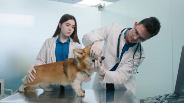 ゆっくりとした動きに優しいオレンジ色のコーギー犬は獣医師の世話からチェックアップを受けます 定期的なチェックアップ中にCorgi品種犬の歯と歯茎を調べる2人のプロの獣医師4K映像 — ストック動画
