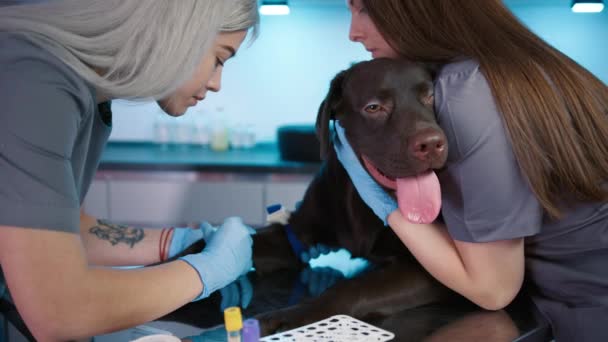Loira Jovem Veterinário Feminino Dando Injeção Chocolate Puro Adulto Labrador — Vídeo de Stock