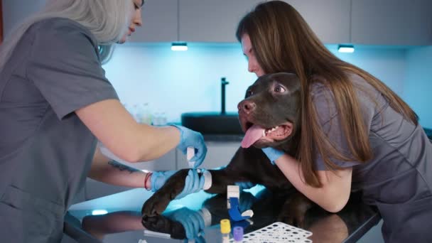 Chocolat Adulte Labrador Retriever Avec Cathéter Inséré Subit Des Tests — Video