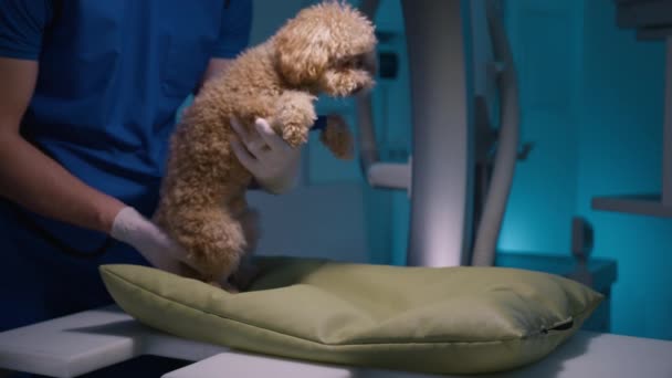 足の骨折の治癒過程を確認するためにX線スクリーニングのためのプロの医療用枕に置かれた巻き毛を持つ愛らしい怖がっておもちゃのプールの眺めを閉じます 獣医師ビジネスの背景 — ストック動画