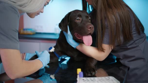 Процесс Инъекции Взрослого Шоколада Labrador Retriever Ветеринарную Клинику Блондинка Врач — стоковое видео