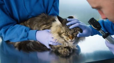 Modern veteriner kliniğini kapatın. Veterinerler fenerle otoskop kullanan Maine Rakun Kedisi 'nin gözlerini inceliyor. İkinci veteriner yardımcısı sakin, uzun, gri saçlı, kulaklarında püskülleri olan kediyi tutuyor.