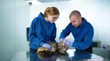 Modern veteriner kliniğindeki profesyonel erkek ve kadın doktorlar paslanmaz çelik masada yatan sevimli, korkmuş kedinin dişlerini kontrol ediyorlar. Veterinerler, gri, uzun tüylü Maine Rakun kedisinin sağlığını kontrol ediyorlar.