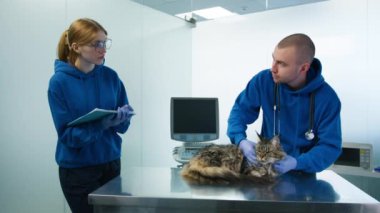 Profesyonel erkek veteriner, kedi randevusu sırasında kadın asistana tedavi notları ve ilaç reçetesi veriyor. Veterinerler Maine Rakun Kedi Sağlığı Modern Veteriner Kliniği 'ni kontrol ediyor.