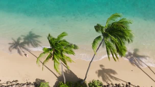 暑假时戴着太阳帽的年轻女子在白色沙滩上度假 尽收眼底碧绿的海水 热带海滩绿油油的夏威夷棕榈 享受瓦胡岛热带空中景观的年轻女子 — 图库视频影像