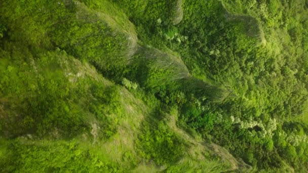 神奇的绿色山脊 史诗绿色高锐尖的山峰与文字空间背景 金色的阳光照耀在陡峭的绿色悬崖峭壁上 夏威夷岛瓦胡岛的夏威夷自然美景 — 图库视频影像