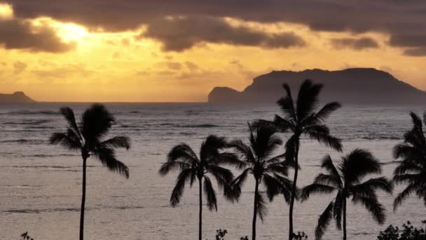 Podróżuj Przez Hawaje Tropikalna Plaża Palmami Malowniczym Złotym Wschodzie Słońca — Wideo stockowe