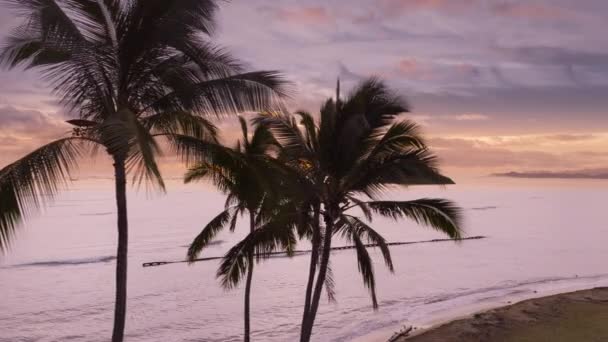 高いヤシの葉 熱帯オアフ島の野生の自然のままのビーチで飛行する空中のドリーショット ハワイ観光 風光明媚なヤシの木と熱帯砂のビーチは空に映画の雲と黄金の日の出をバラ — ストック動画