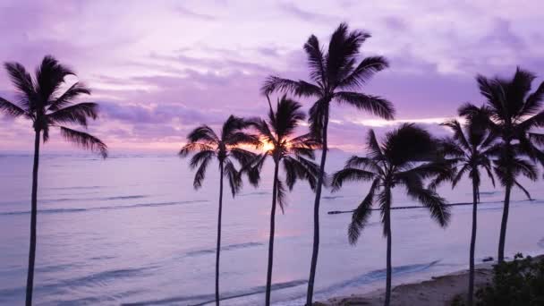 热带沙滩上 棕榈树映衬着美丽的粉色紫色日出 在热带瓦胡岛的高棕榈树干处 野生的原始海滩上 空中的娃娃在空中盘旋 美国夏威夷日落时的旅游背景 — 图库视频影像