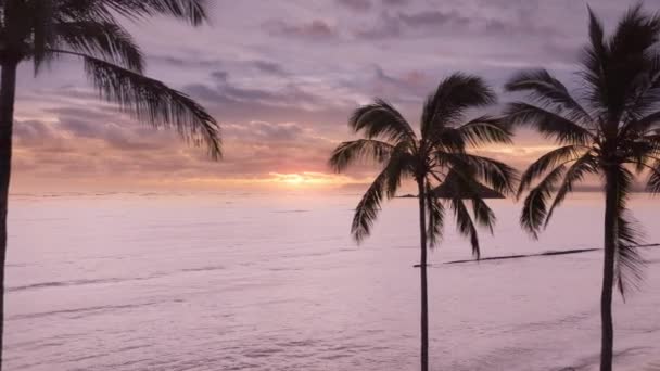 热带沙滩上有棕榈树 风景优美 日出金黄 天空中乌云密布 空中芭蕾在热带瓦胡岛的高棕榈叶 原始野生海滩上盘旋 夏威夷旅游 — 图库视频影像