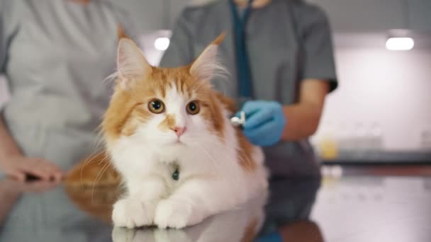 獣医師が動物病院で視鏡検査を行っている 猫の呼吸を聞いている獣医の専門家 獣医クリニックの検査テーブルでメイン クーンを治療する獣医と看護師 — ストック動画