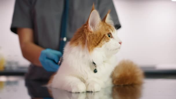 Veterinário Fêmea Examinando Gato Mesa Exame Closeup Médico Veterinário Usando — Vídeo de Stock