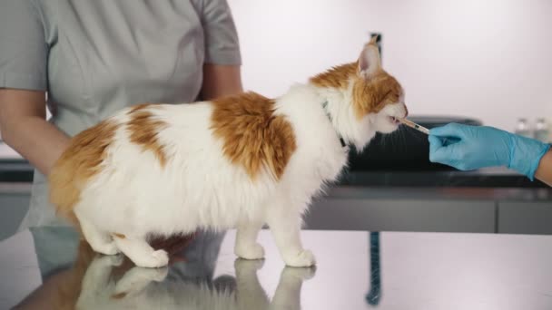 Dokter Hewan Dan Perawat Memberikan Pil Untuk Kucing Ruang Pemeriksaan — Stok Video