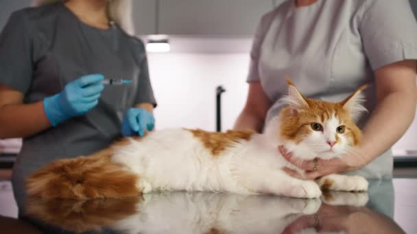 検査テーブルで国内猫に注射する獣医師および看護師 ヴェットは現代の獣医クリニックでメイン クーンを治療するスペシャリスト兼アシスタントです ベテランケアコンセプト 4K映像 — ストック動画