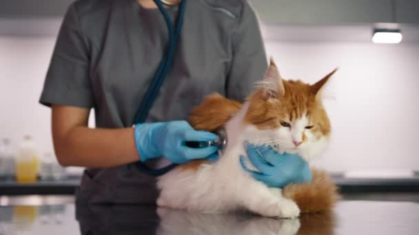 Medico Veterinario Che Utilizza Stetoscopio Controllare Gatto Nella Clinica Veterinaria — Video Stock