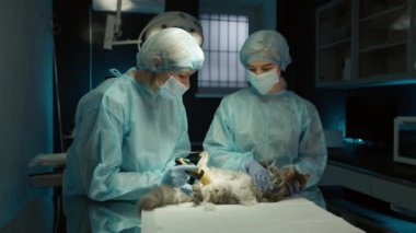 Modern veteriner kliniğindeki ameliyattan önce kedi bakımı yapan veteriner ve asistan. Veteriner uzmanları ameliyat odasında kedilerin karnını tıraş ediyor. Veteriner cerrahlar hayvanı ameliyata hazırlıyorlar.
